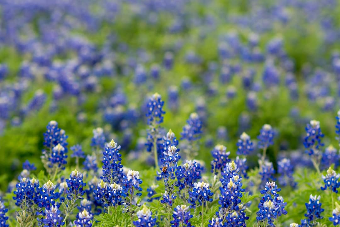 Texas Bluebonnets - Symbol of Community Growth