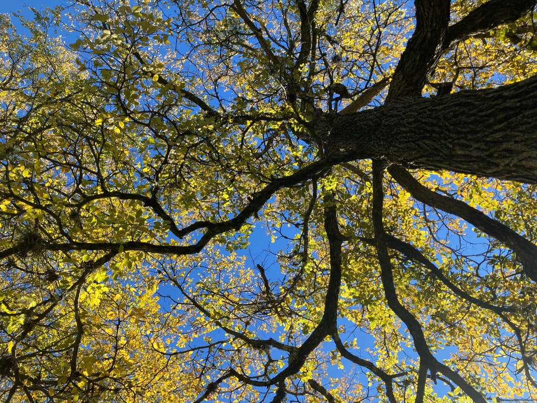 Majestic Oak Tree - Symbol of Strength and Growth